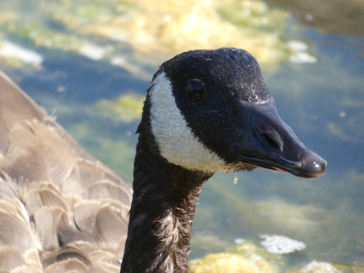 ברנטה קנדית - ML647881730