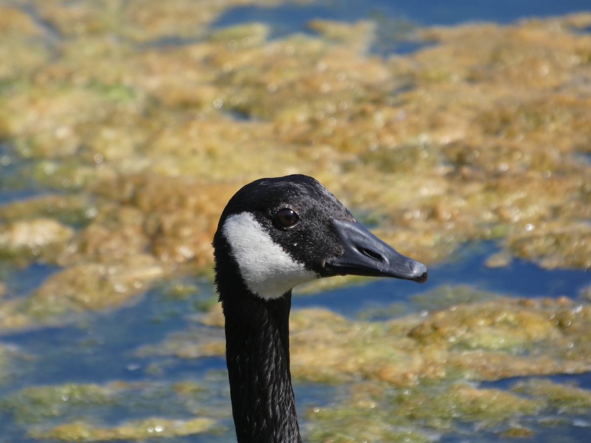 ברנטה קנדית - ML647881732