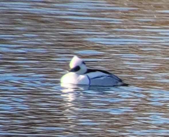מרגון גמדי - ML647881737