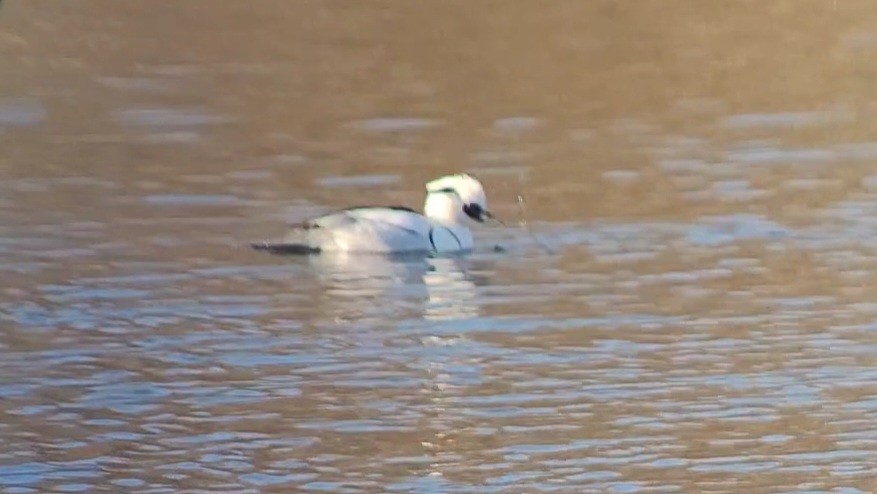 מרגון גמדי - ML647881739