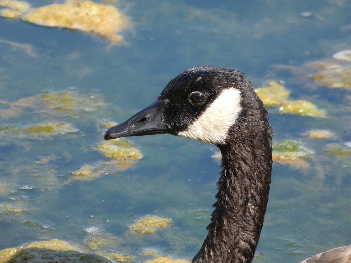 ברנטה קנדית - ML647881740
