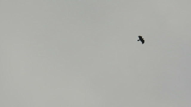 Oriental Honey-buzzard (Sunda) - ML647881745