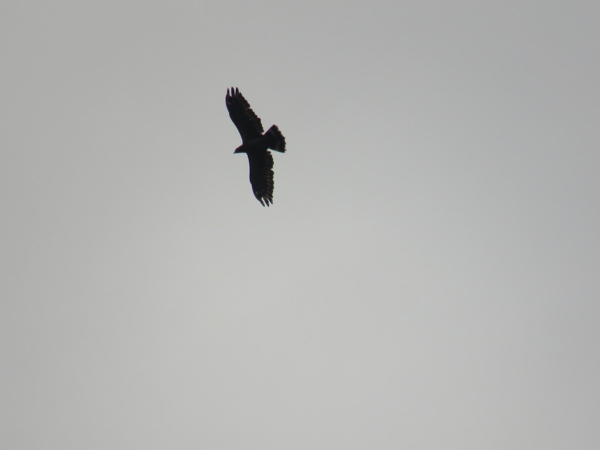 Oriental Honey-buzzard (Sunda) - ML647881746