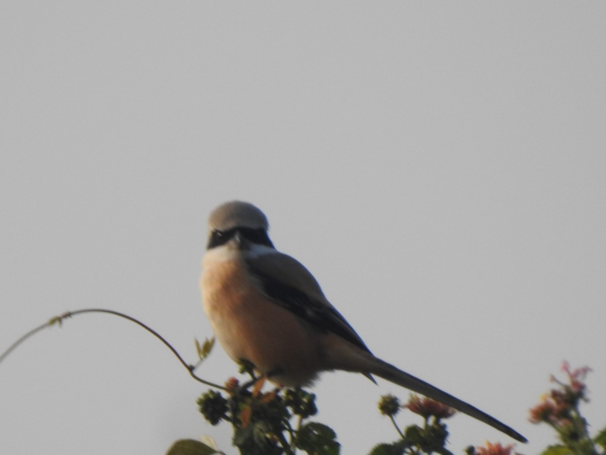 Bay-backed Shrike - ML647881748