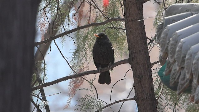 Дрізд мандаринський - ML647881750