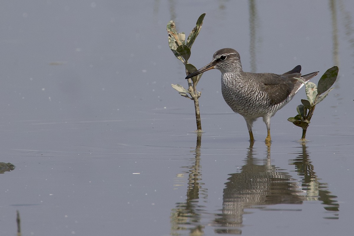 ביצנית אפורת-זנב - ML647881752