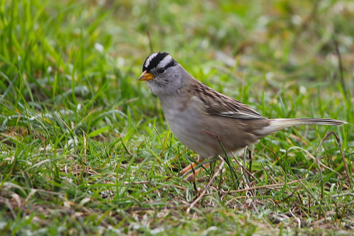 Белобровая овсянка - ML647881753