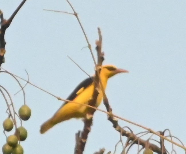 Вивільга індійська - ML647881761