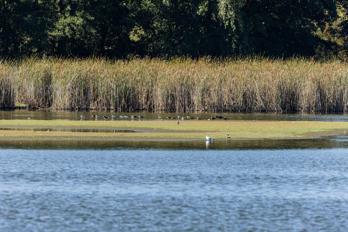 Northern Lapwing - ML647881763