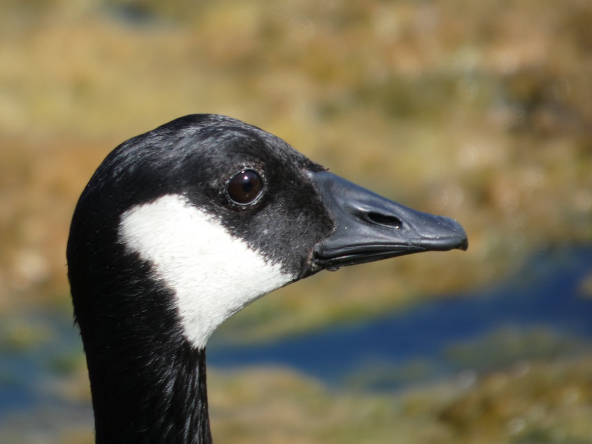 ברנטה קנדית - ML647881764
