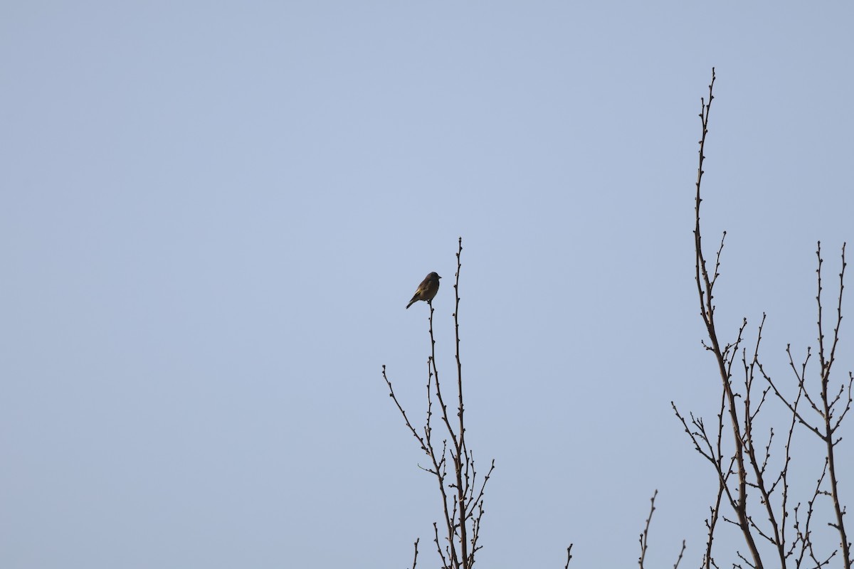 Oriental Greenfinch - ML647881765