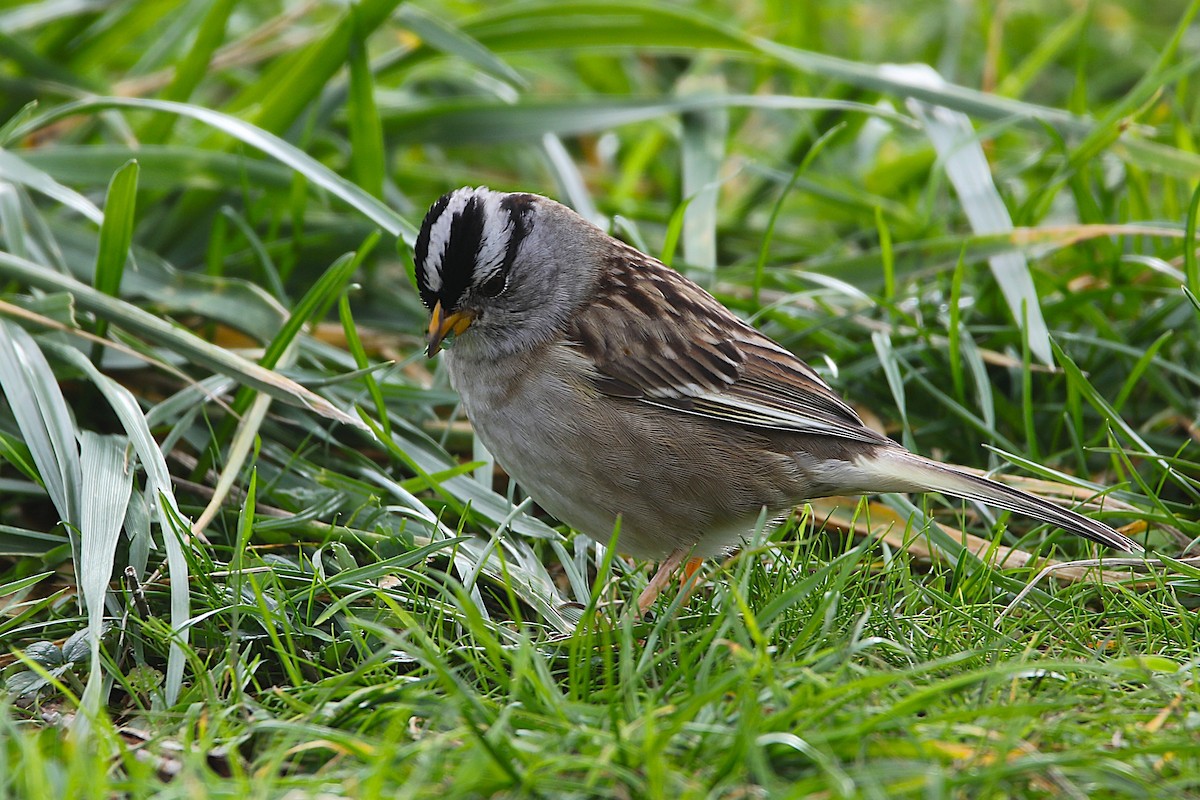 White-crowned Sparrow - ML647881768