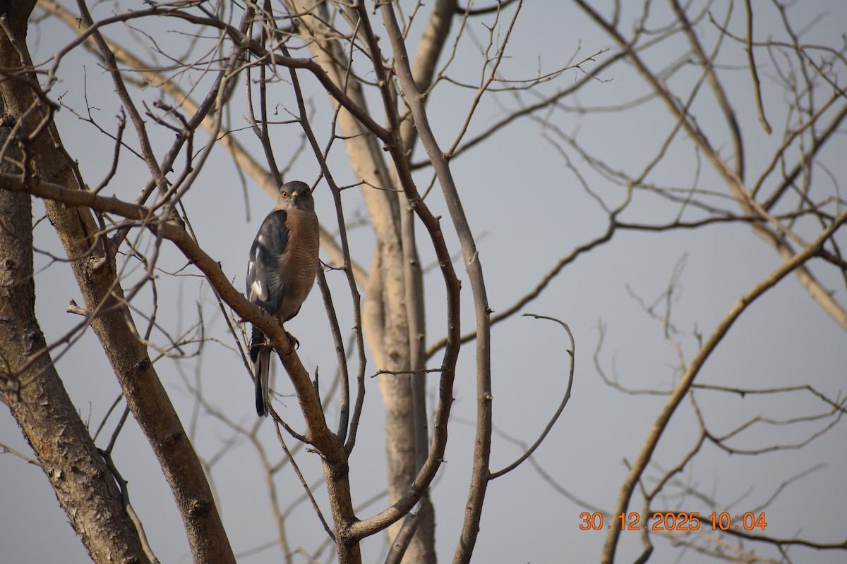 Shikra - ML647881769