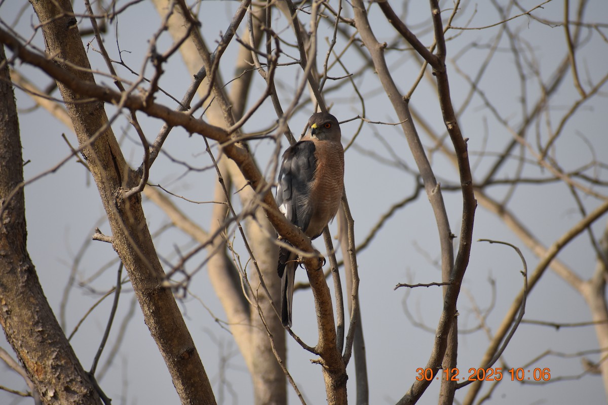 Shikra - ML647881770