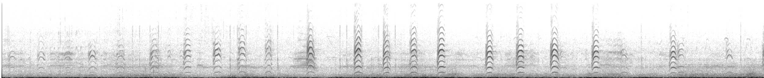 Pied Stilt - ML647881771