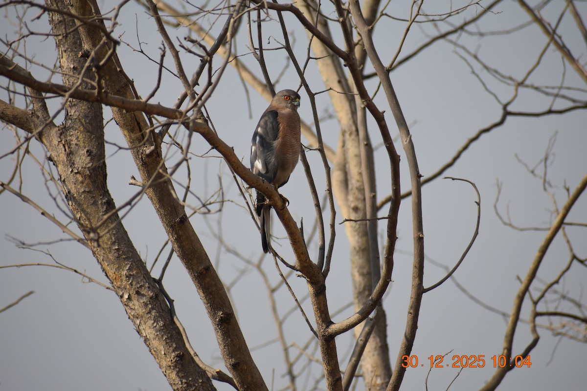 Shikra - ML647881772