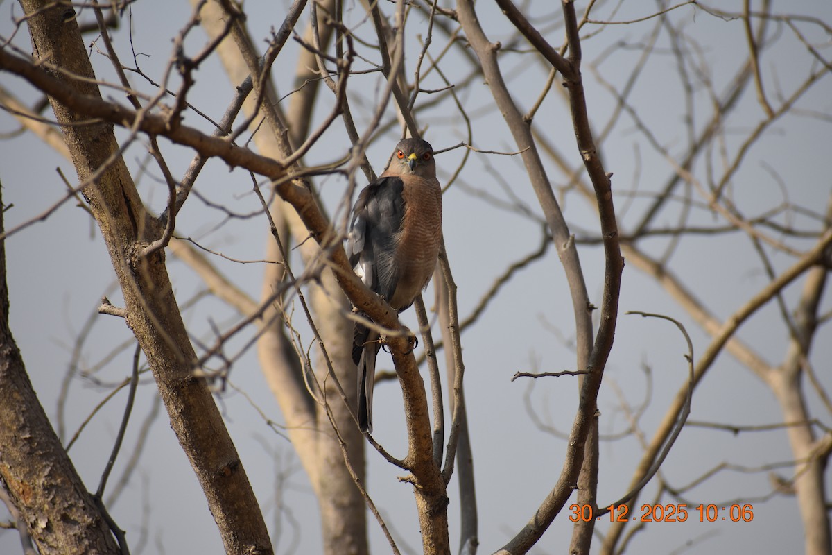 Shikra - ML647881773