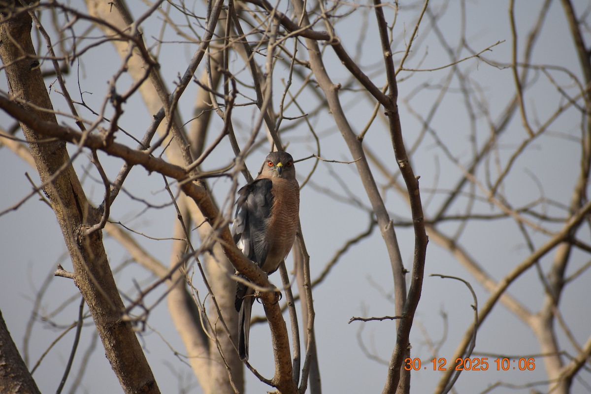 Shikra - ML647881774