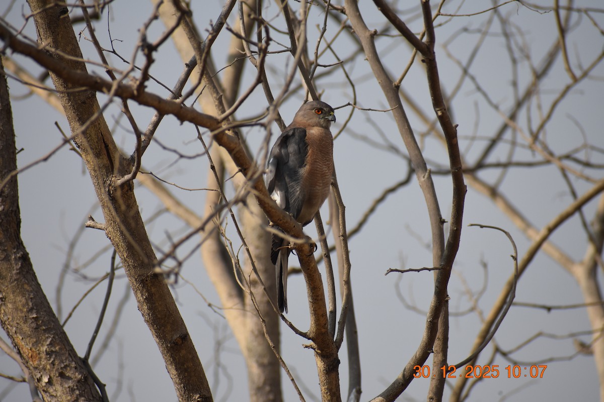 Shikra - ML647881775