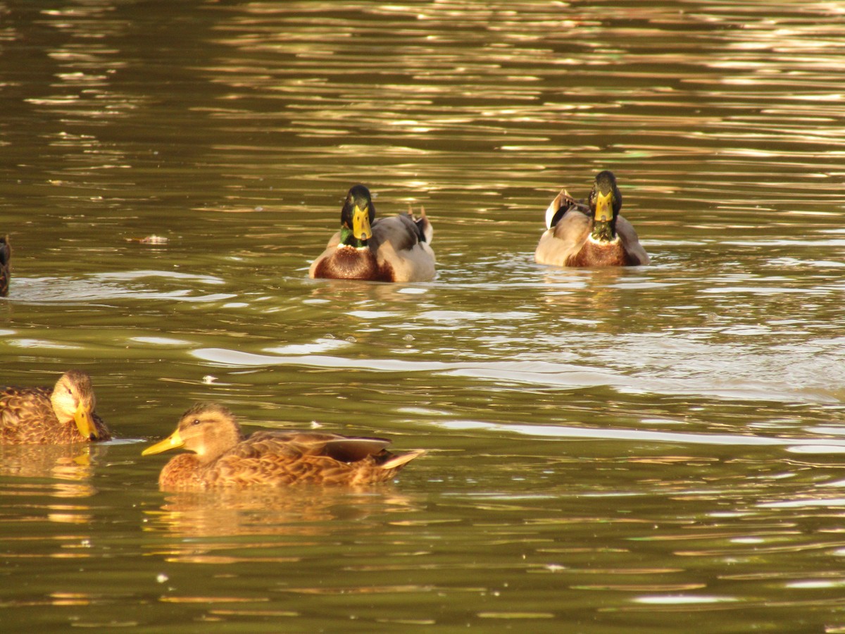 Mallard - ML647881776