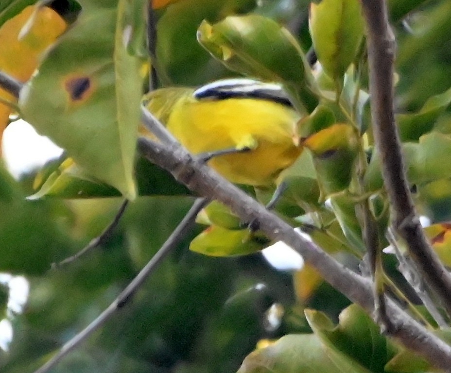 Common Iora - ML647881778