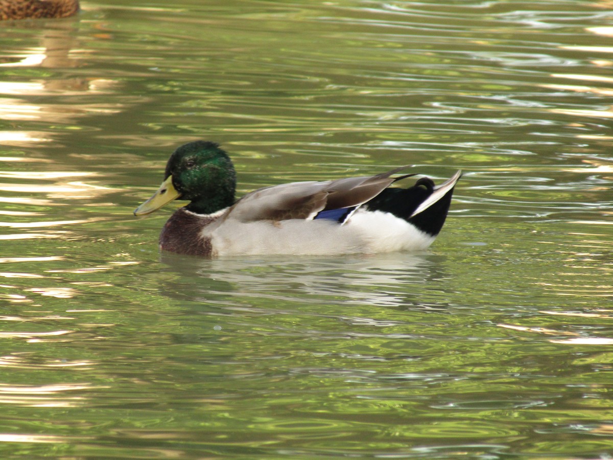 Mallard - ML647881781