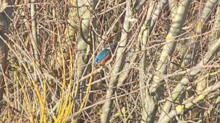 Common Kingfisher - ML647881783