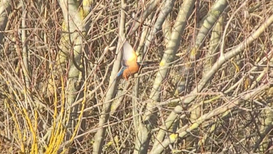 Common Kingfisher - ML647881784