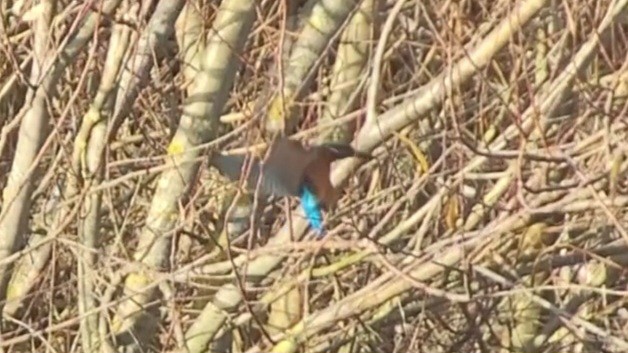 Common Kingfisher - ML647881785