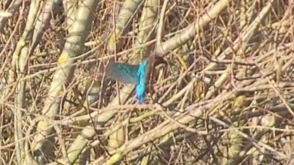 Common Kingfisher - ML647881786