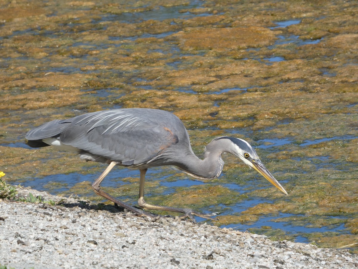 Great Blue Heron - ML647881787