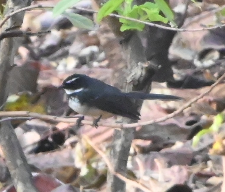 Spot-breasted Fantail - ML647881788