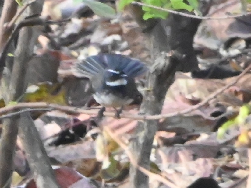 Spot-breasted Fantail - ML647881789