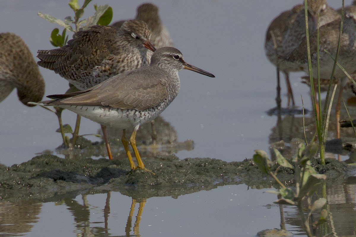 Common Redshank - ML647881792