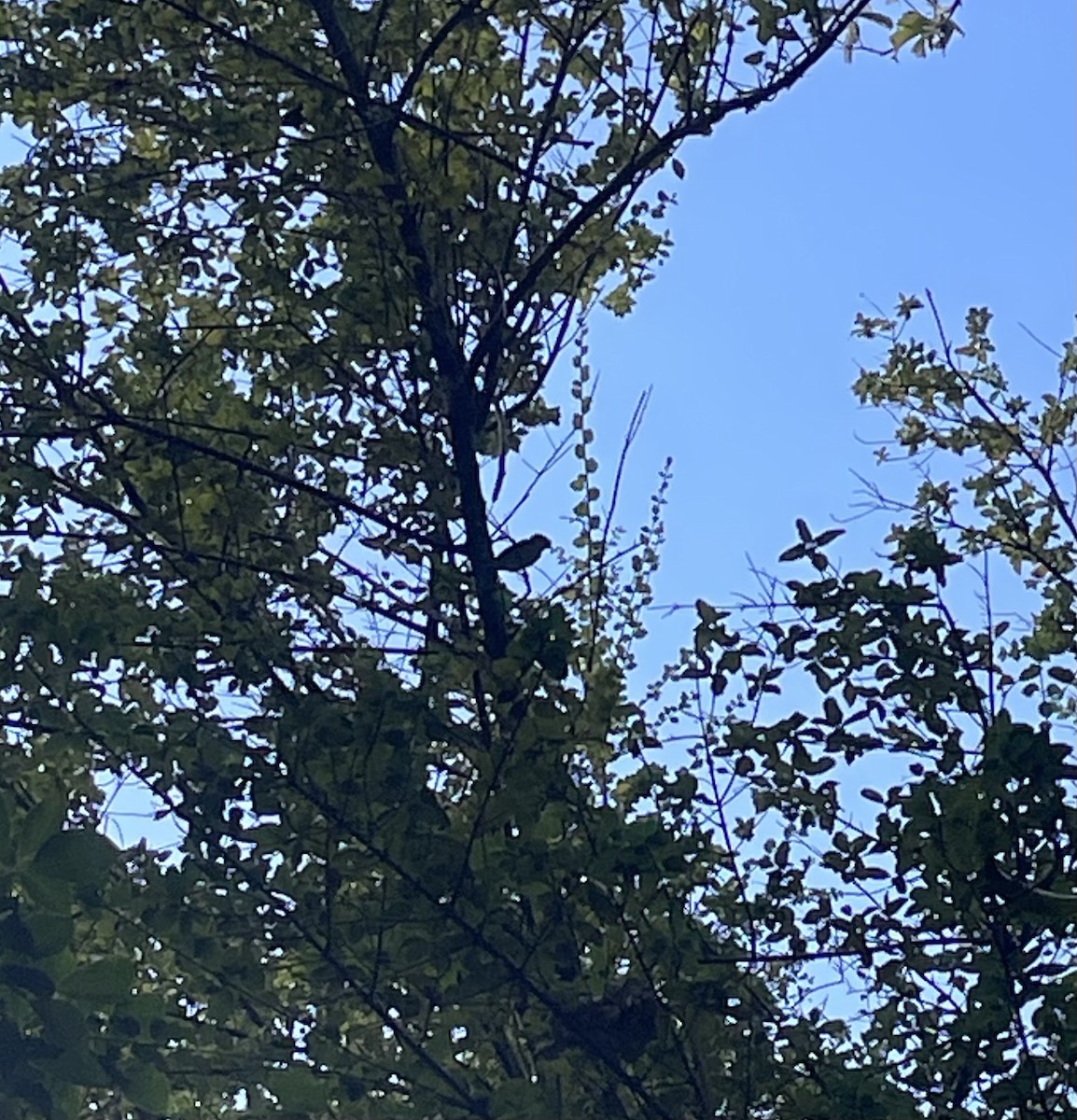 Еленія карибська - ML647881795