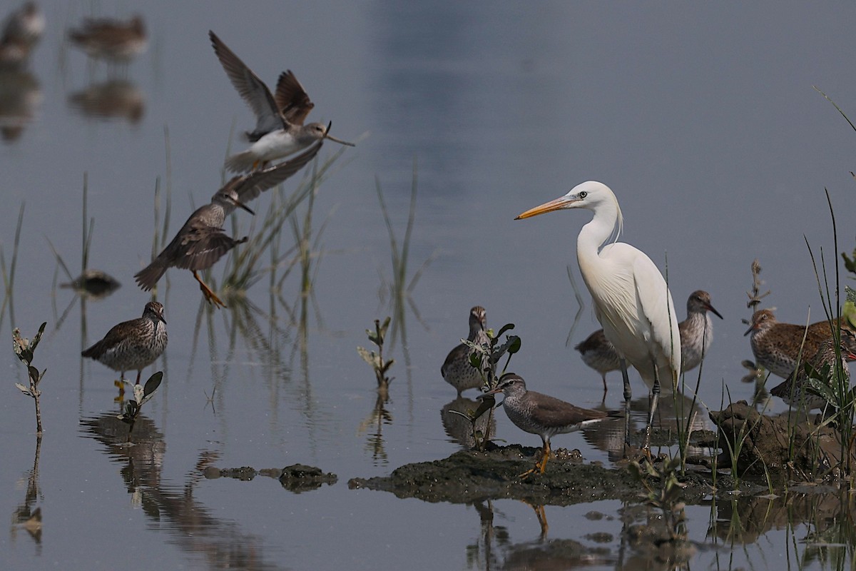 Chinese Egret - ML647881817