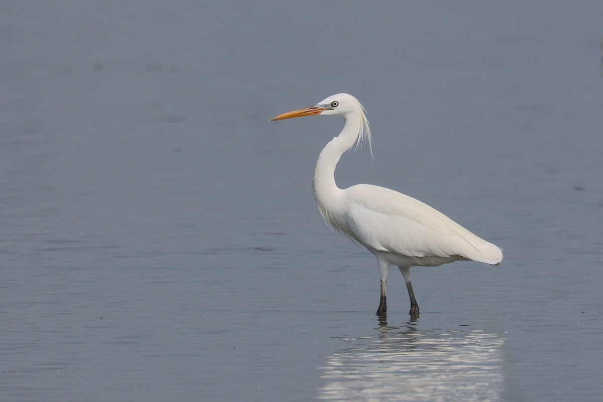 Chinese Egret - ML647881818