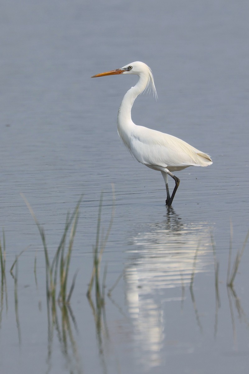 Chinese Egret - ML647881819