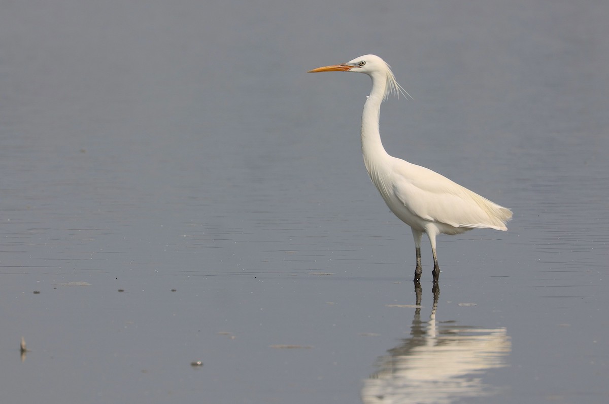 Chinese Egret - ML647881820