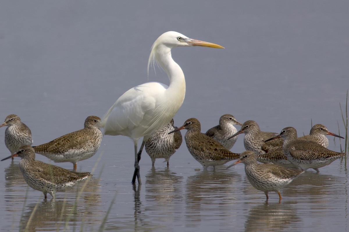 Chinese Egret - ML647881821