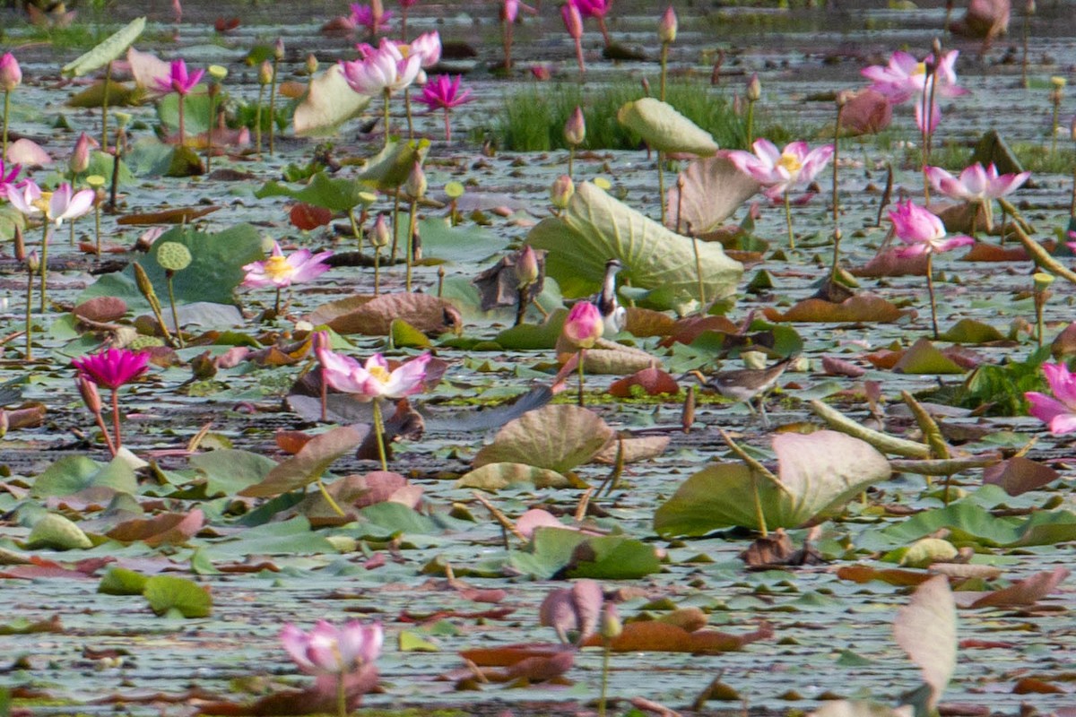 fasanbladhøne - ML647881824