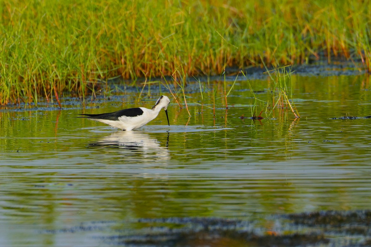 Black-winged Stilt - ML647881834