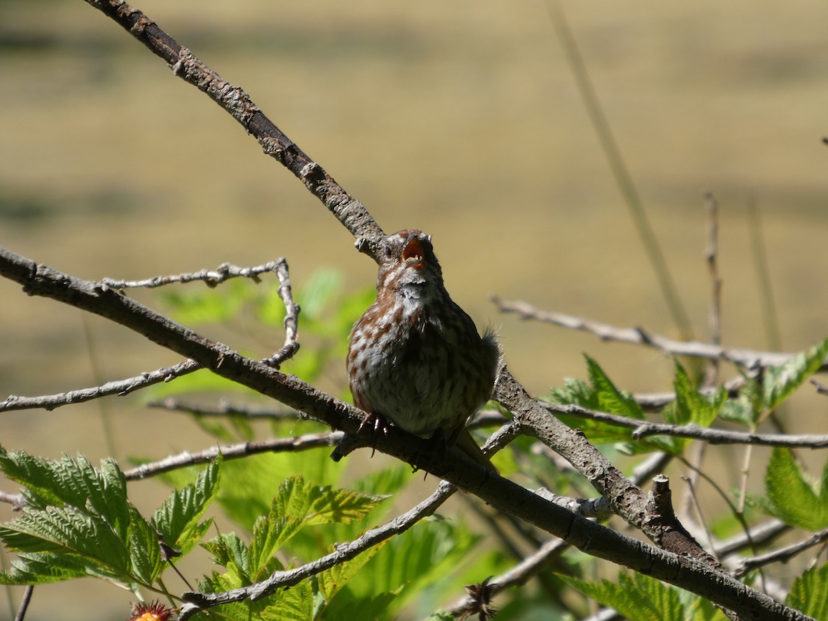 Song Sparrow - ML647881843