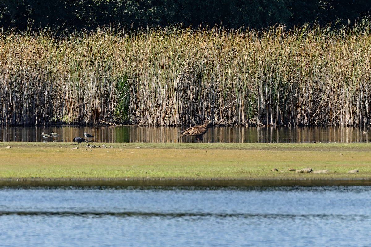 White-tailed Eagle - ML647881844