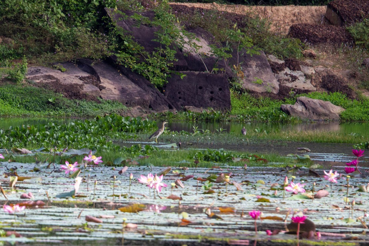 Chinese Pond-Heron - ML647881845