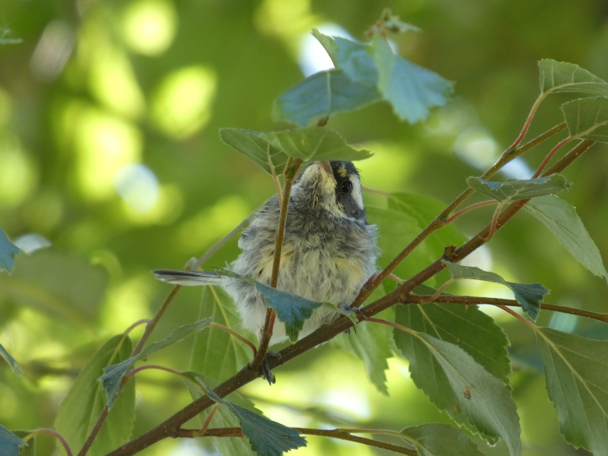 Black-throated Gray Warbler - ML647881846