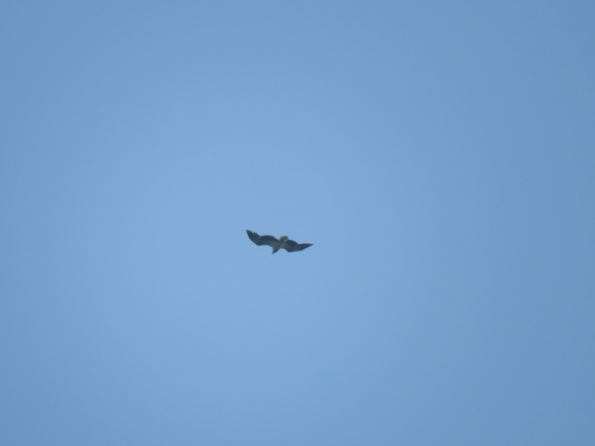 White-bellied Sea-Eagle - ML647881853