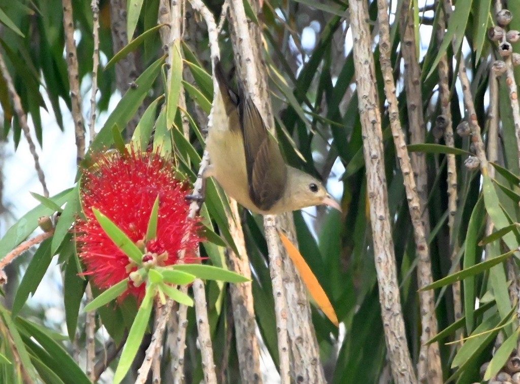 Pale-billed Flowerpecker - ML647881854