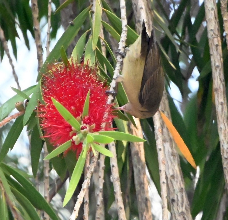 Pale-billed Flowerpecker - ML647881855