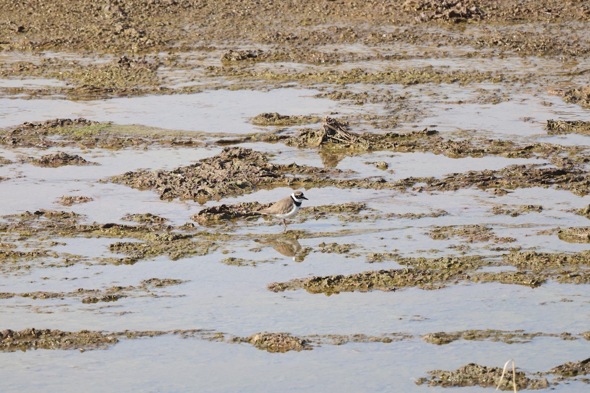 Little Ringed Plover - ML647881856